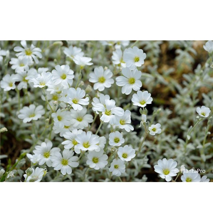 Cerastium Tomentosum Var Columnae