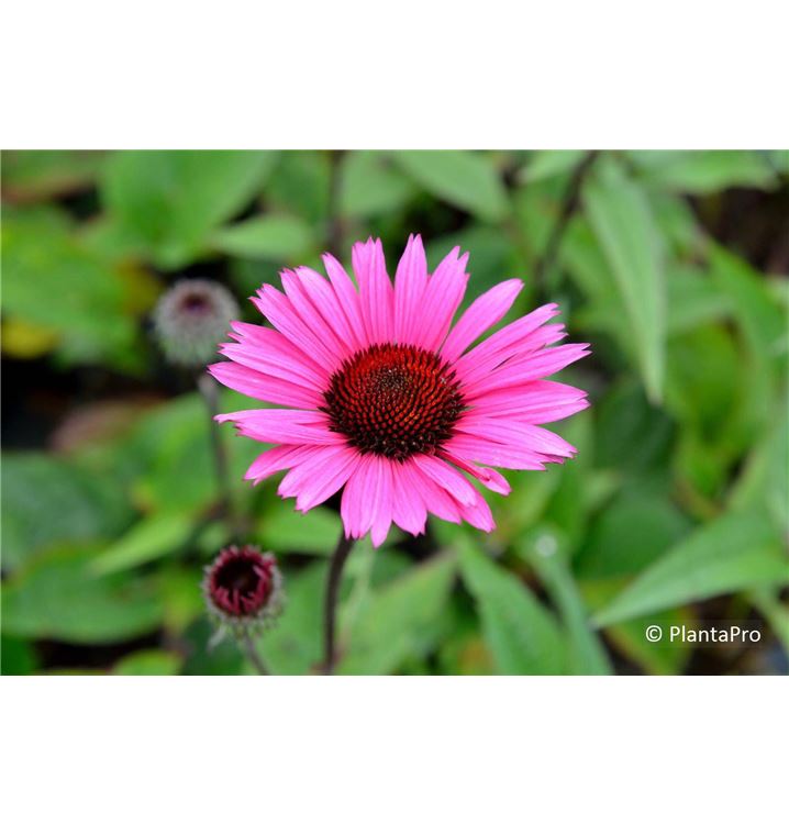 Echinacea Purpurea Fatal Attraction