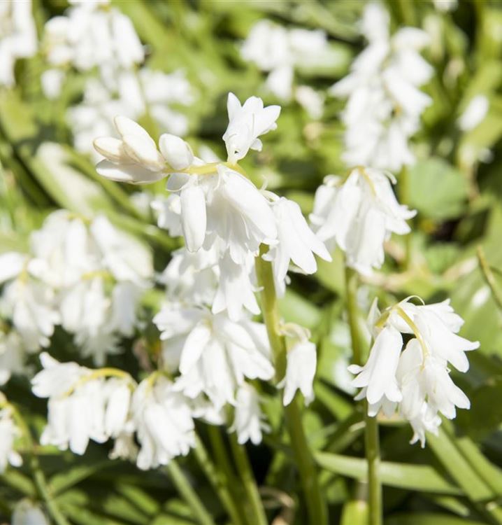 Hyacinthoides Hispanica White City