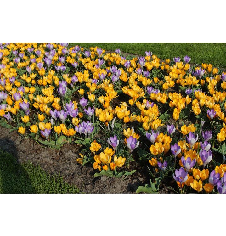 Crocus Vernus Vanguard