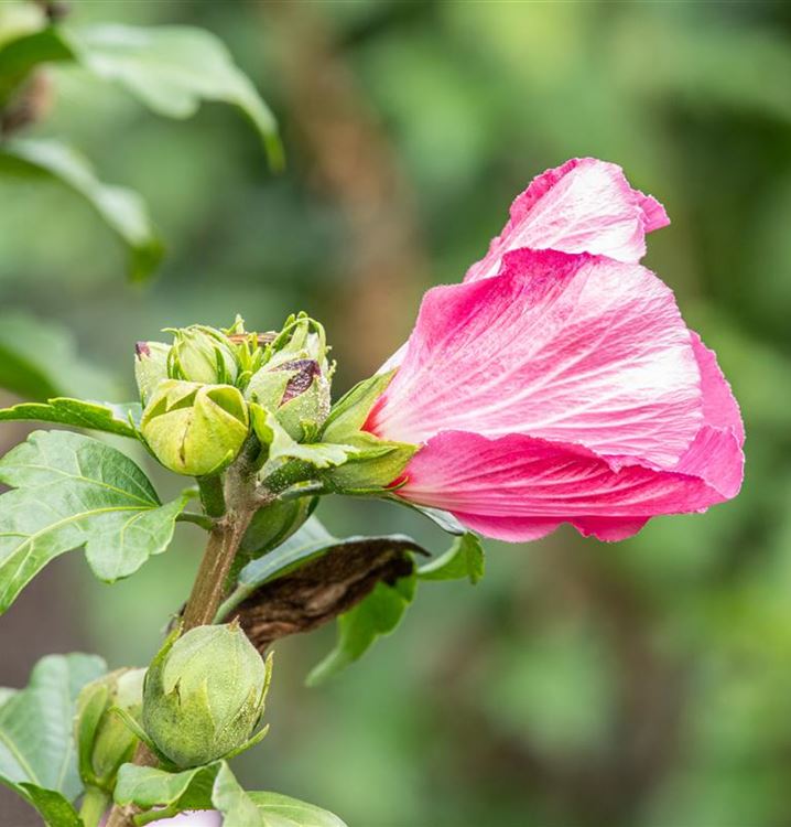 Hibiscus Syriacus Lady Stanley