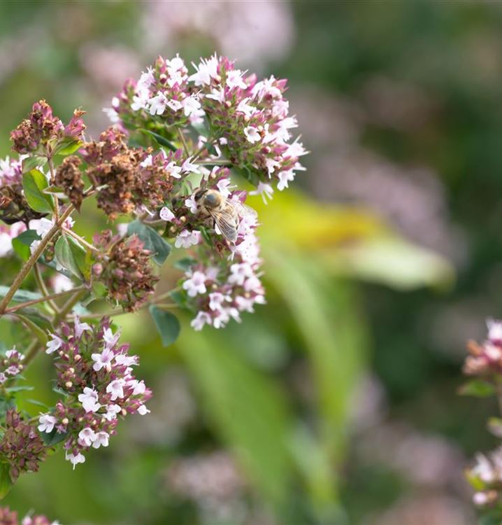 Origanum Majorana