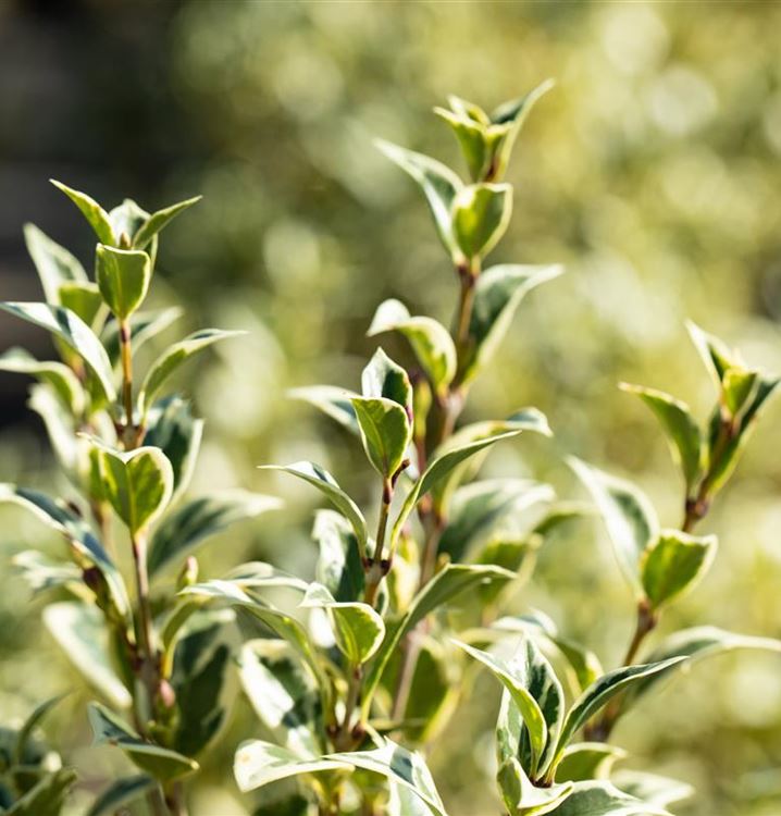 Osmanthus Heterophyllus Variegatus