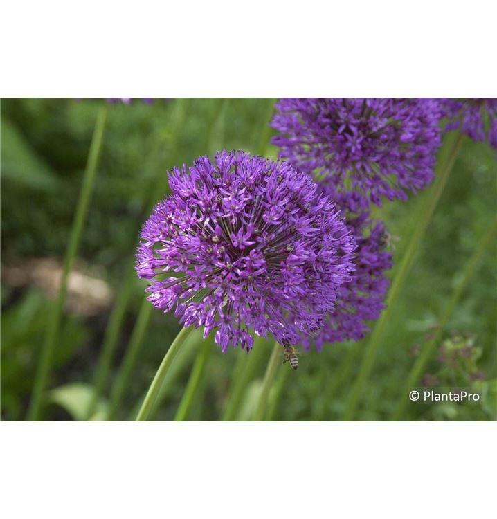 Allium Purple Sensation Aflatunense