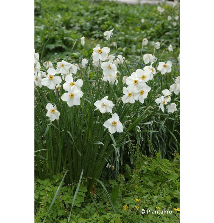 Narcissus 'Actaea'