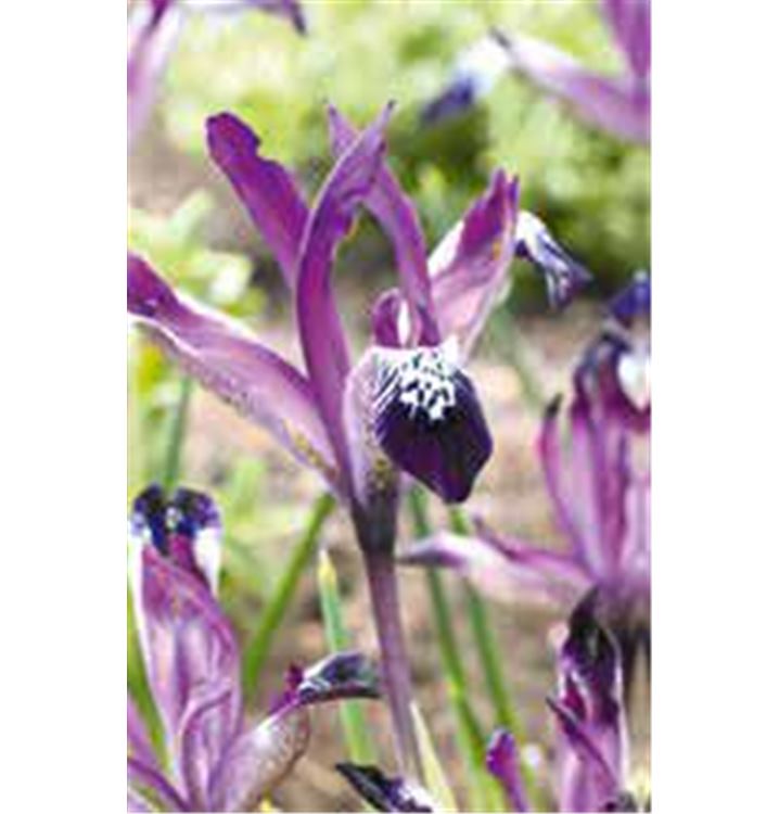 iris-reticulata-spot-on