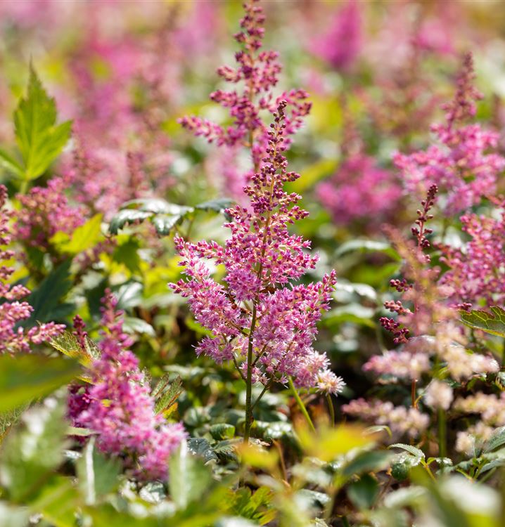 Astilbe japonica 'Mainz'