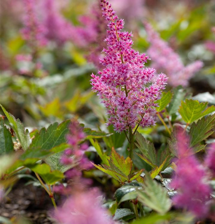 Astilbe japonica 'Mainz'