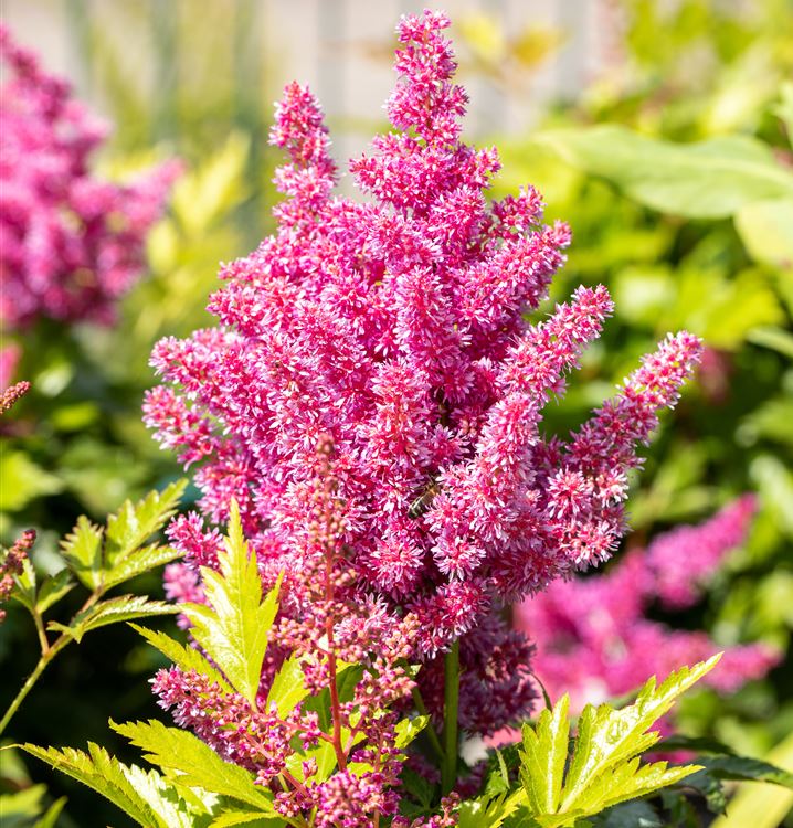 Astilbe japonica 'Mainz'