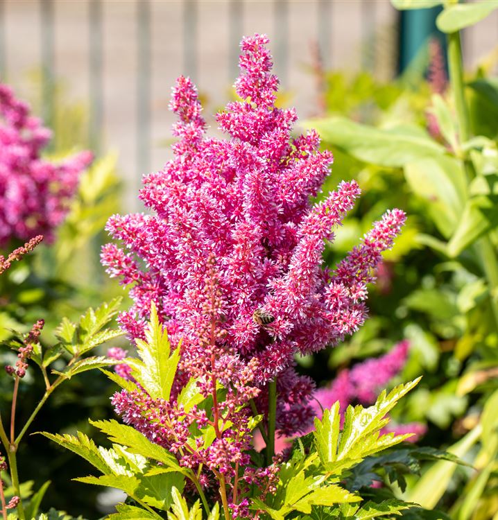 Astilbe japonica 'Mainz'