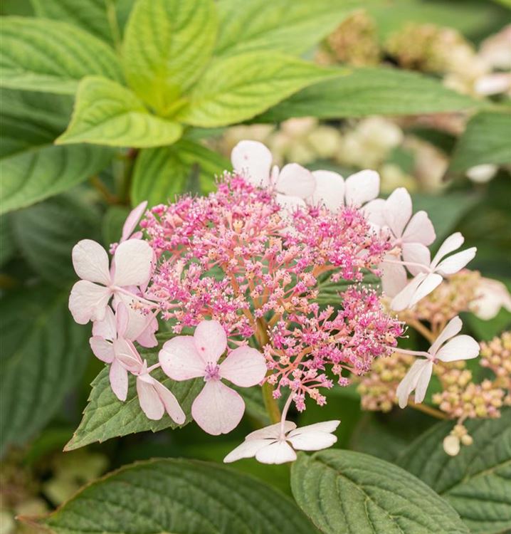 Hydrangea Serrata Bluebird