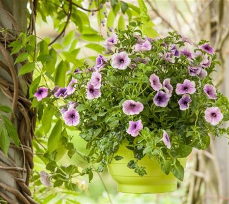 Urban Gardening trifft Upcycling – Blumenampeln aus einem Küchensieb Urban Gardening trifft Upcycling – Blumenampeln aus einem Küchensieb