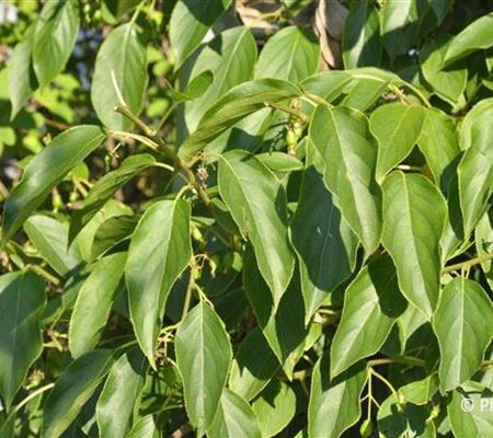 Actinidia arguta 'Issai' Actinidia arguta 'Issai'