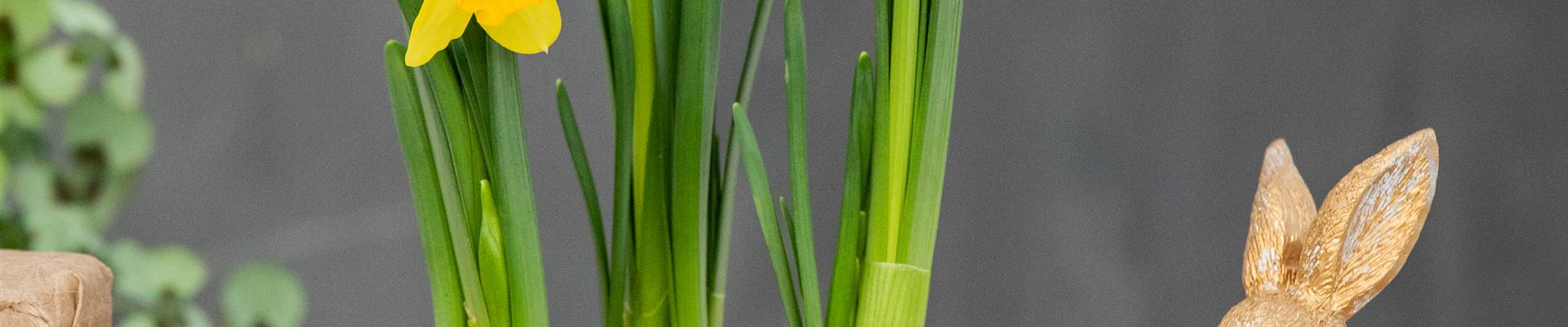 GS703185.jpg GS703185.jpg