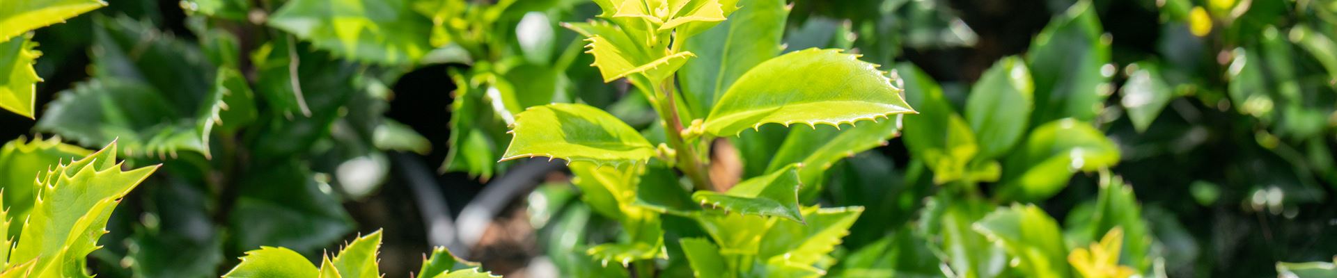 GS649934.jpg GS649934.jpg