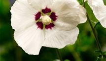 Hibiscus, Eibisch
