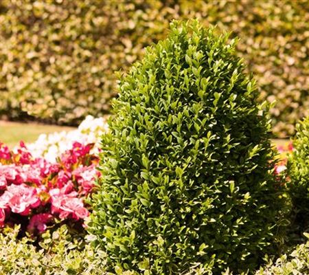 Alles über Buchs Alles über Buchs