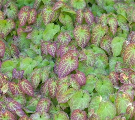 Epimedium perralchicum (x) 'Frohnleiten' Epimedium perralchicum (x) 'Frohnleiten'