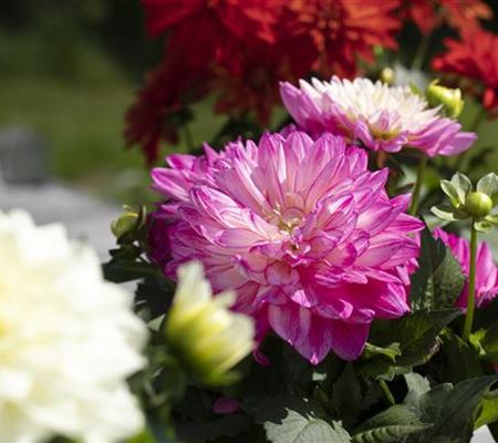 Farbe auf dem Balkon – Blumenzwiebeln für den Sommer Farbe auf dem Balkon – Blumenzwiebeln für den Sommer